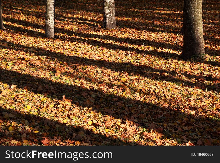 Tall tree casts a shadow over fallen leaves. Tall tree casts a shadow over fallen leaves.