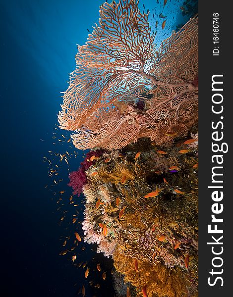 Seafan and ocean taken in the Red Sea.