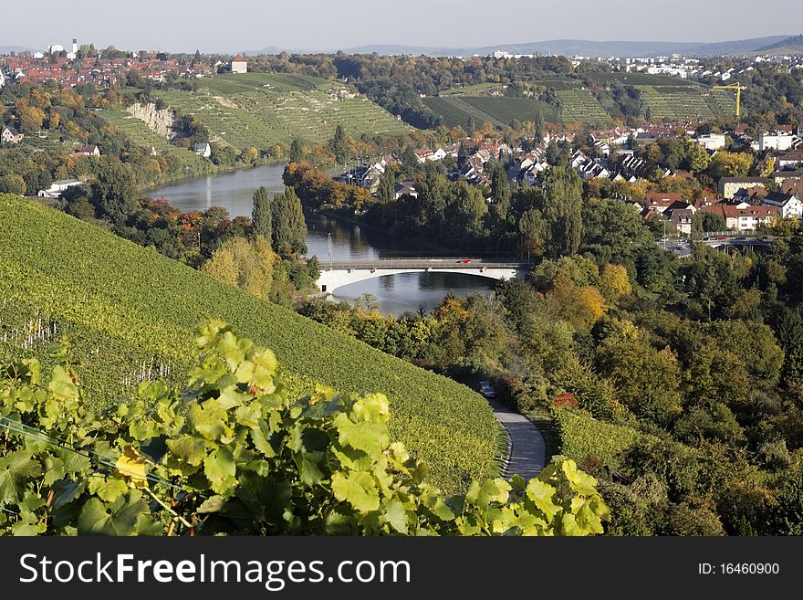 Vineyard with grapes, Autumn in the region of WÃ¼rttemberg,Bad Cannstatt - Germany. Vineyard with grapes, Autumn in the region of WÃ¼rttemberg,Bad Cannstatt - Germany