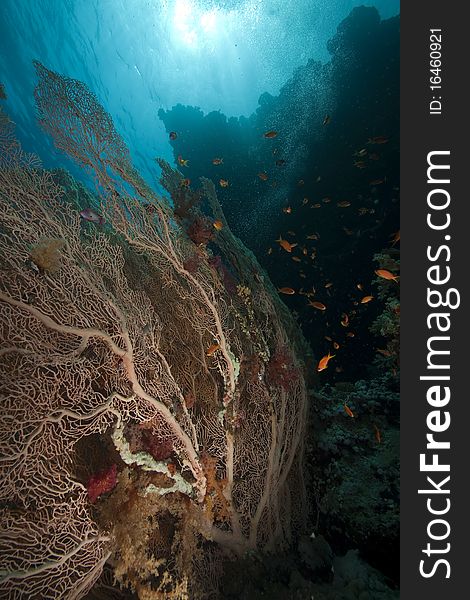 Seafan and ocean taken in the Red Sea.