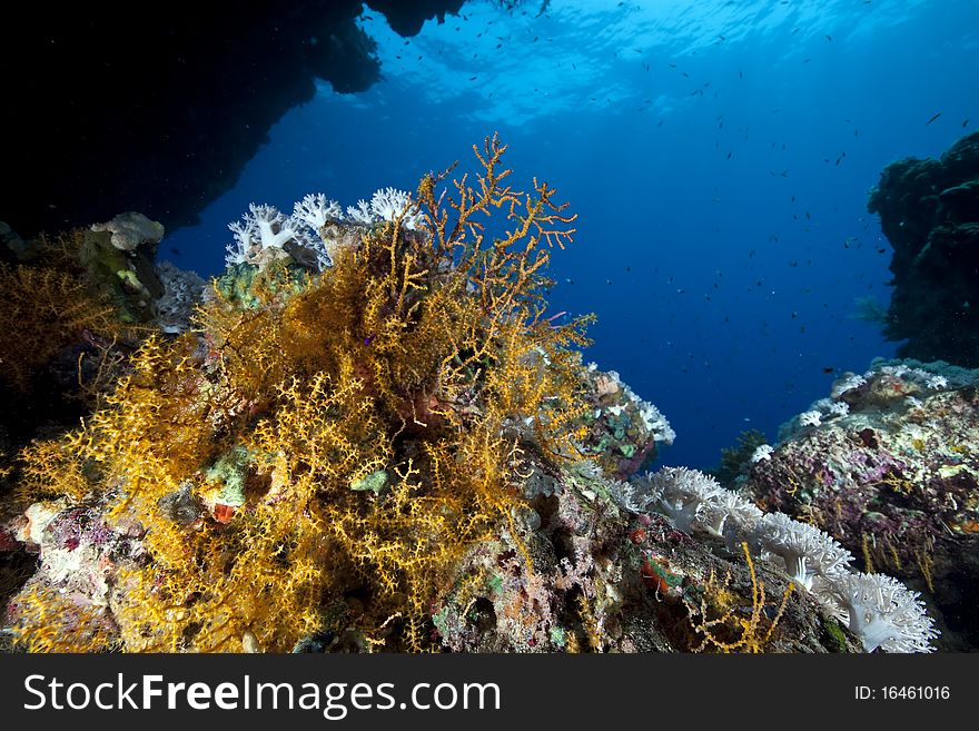 Coral and ocean taken in the Red Sea.