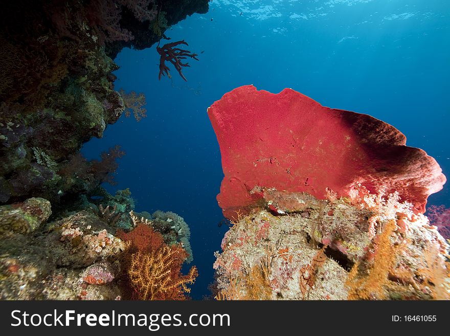 Coral and ocean taken in the Red Sea.