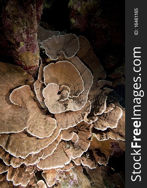 Elephant ear coral and ocean taken in the Red Sea.