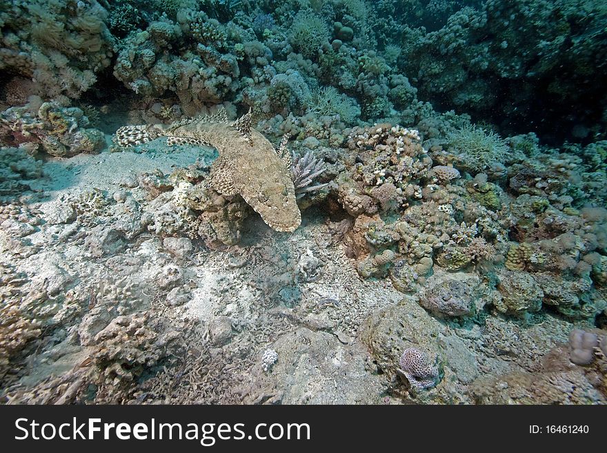 Crocodilefish and ocean taken in the Red Sea.