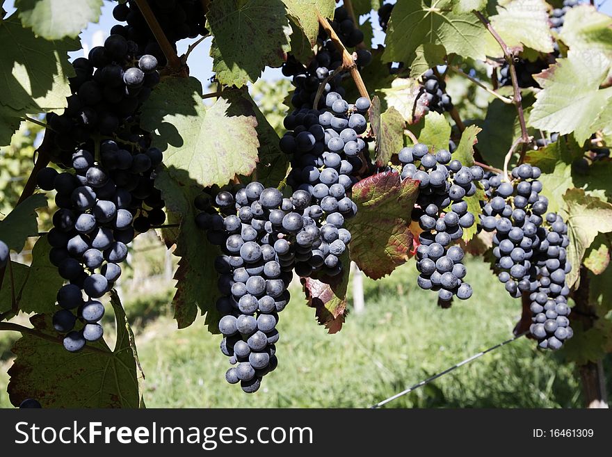 Vineyard with grapes, Autumn in the region of WÃ¼rttemberg, Germany