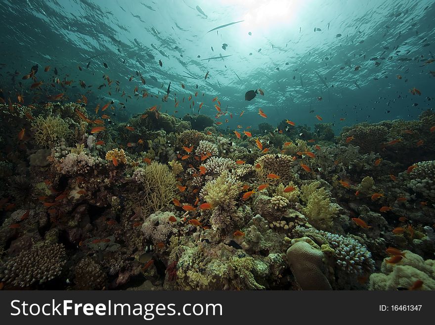 Underwater scenery at Yolanda reef taken in the Red Sea.