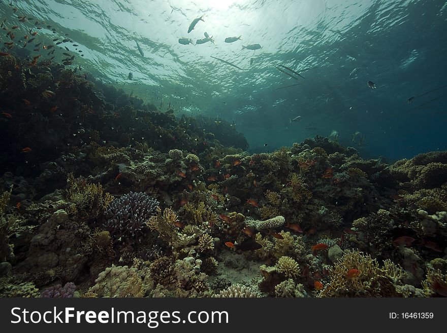 Underwater scenery at Yolanda reef