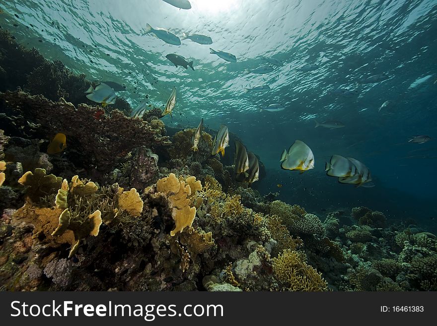 Underwater scenery at Yolanda reef