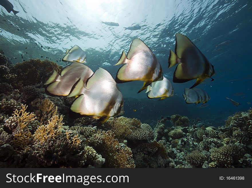 Spade fish at Yolanda reef taken in the Red Sea.