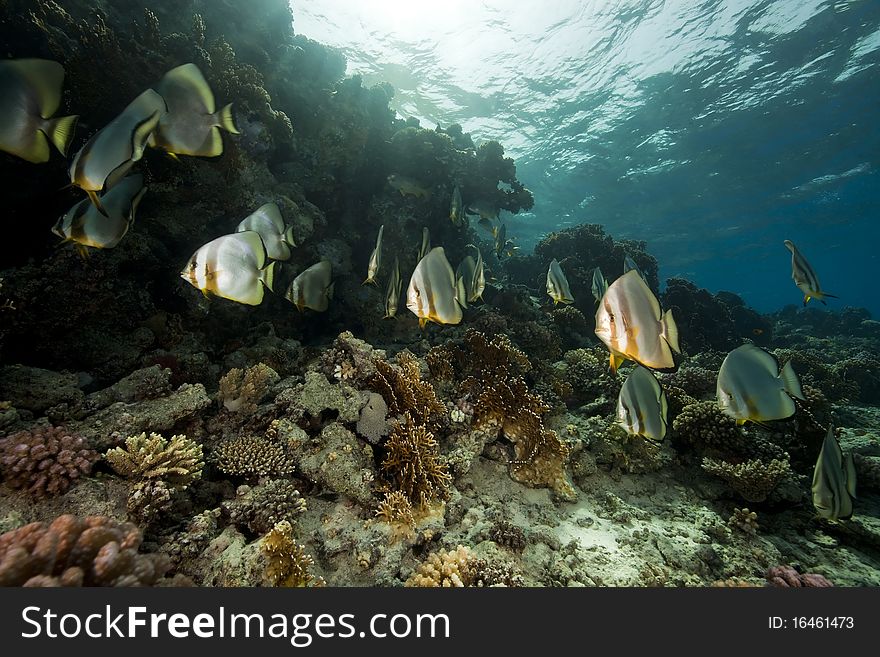 Underwater scenery at Yolanda reef taken in the Red Sea.