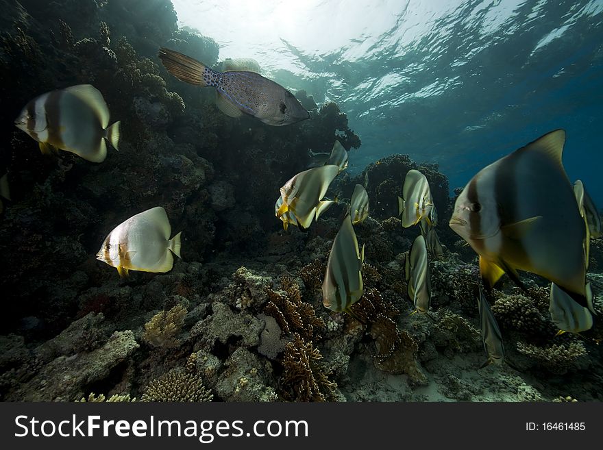 Underwater scenery at Yolanda reef taken in the Red Sea.