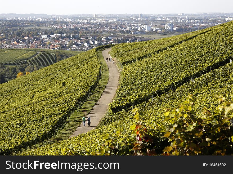 Vineyard in Autumn in the region of Württemberg, Germany