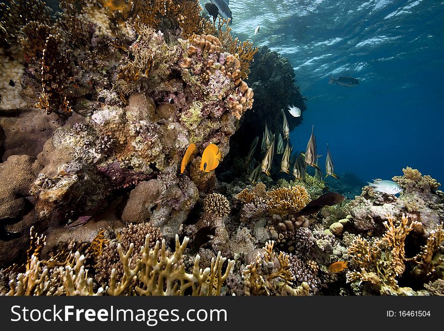 Underwater scenery at Yolanda reef taken in the Red Sea.