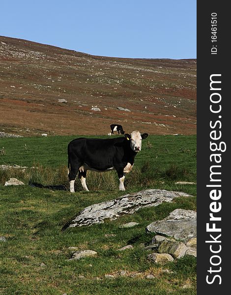 Black and white cow in a green grass field with moorland in the background and a blue sky. Black and white cow in a green grass field with moorland in the background and a blue sky.