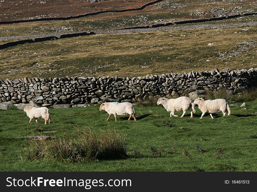 Sheep walking on green grass with dry stone walls across the mountainside. Sheep walking on green grass with dry stone walls across the mountainside.