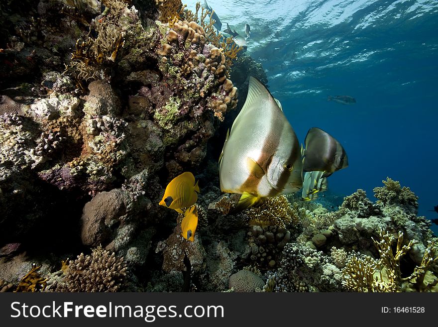 Underwater scenery at Yolanda reef