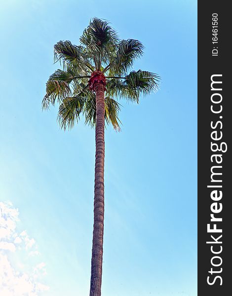 A palm tree in sunny day