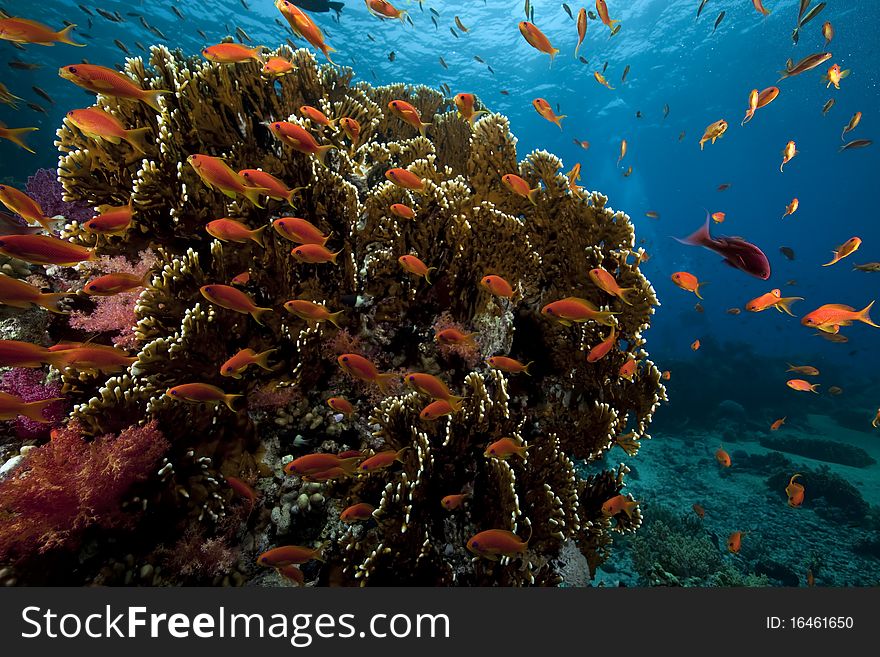 Underwater scenery at Yolanda reef