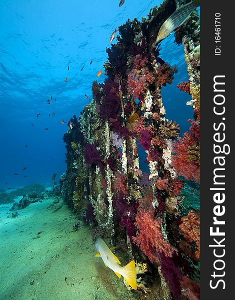 Cargo of the Yolanda wreck taken in the Red Sea.