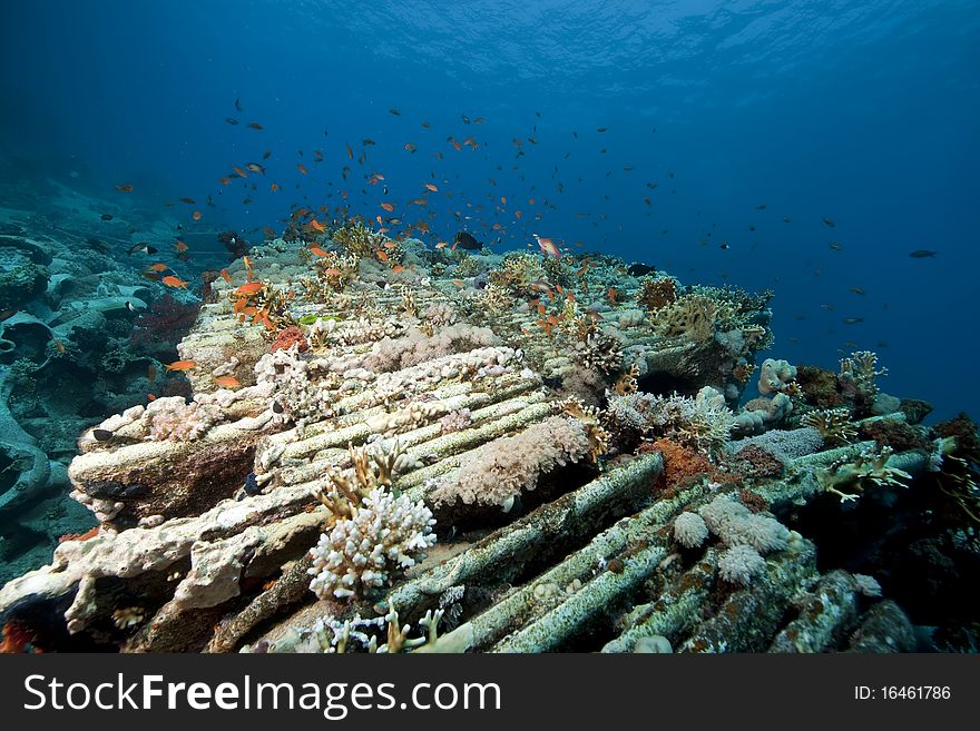 Cargo of the Yolanda wreck taken in the Red Sea.