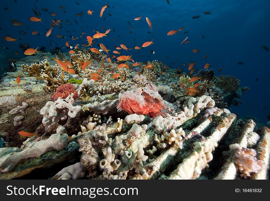 Scorpionfish On Cargo Of The Yolanda Wreck