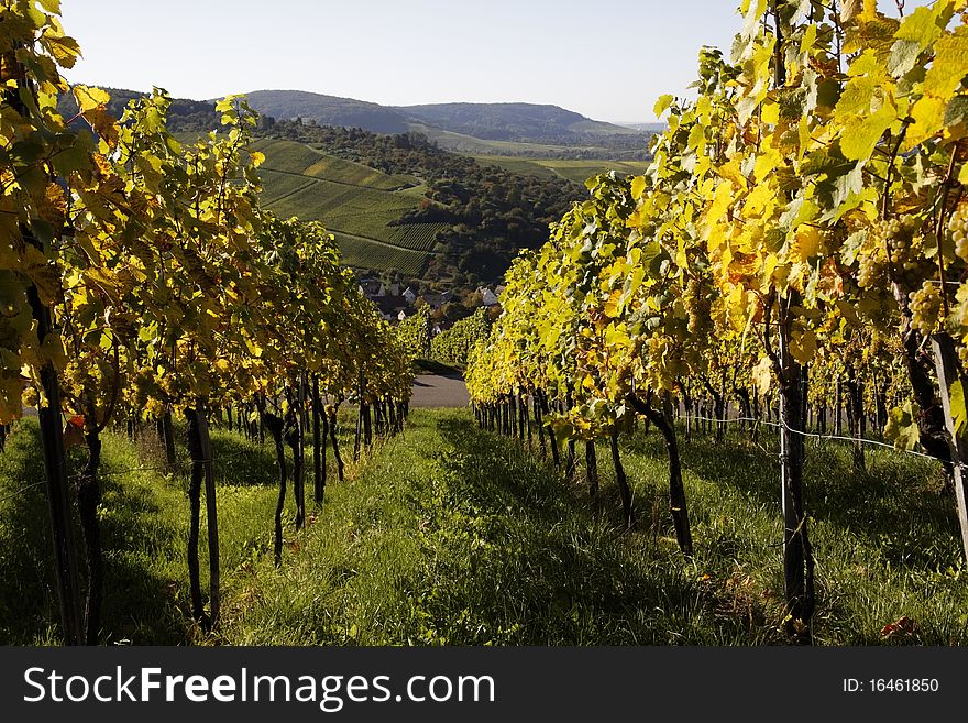 Vineyard with grapes, Autumn in the region of Württemberg, Germany