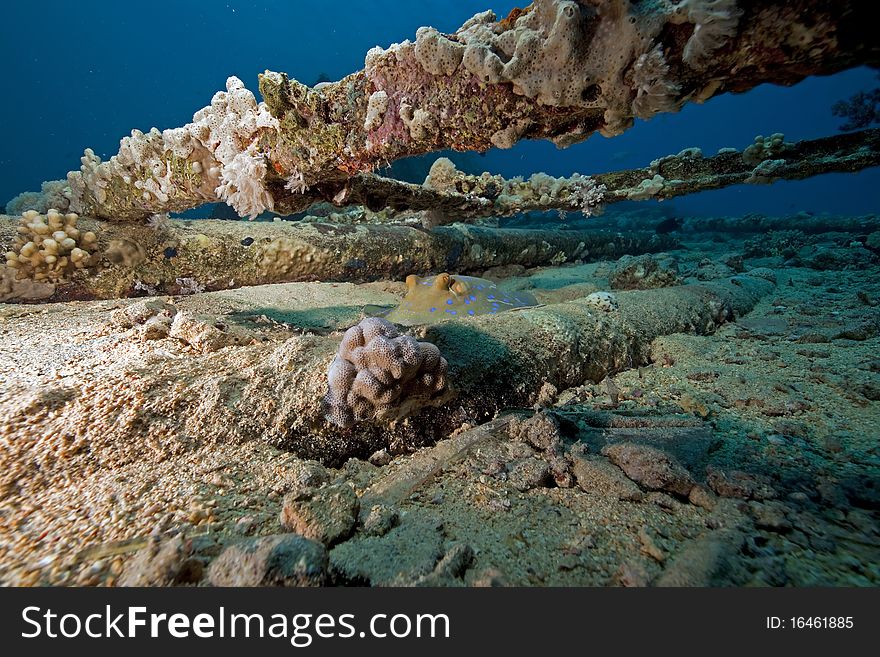 Bluespotted Stingray On Cargo Of The Yolanda Wreck