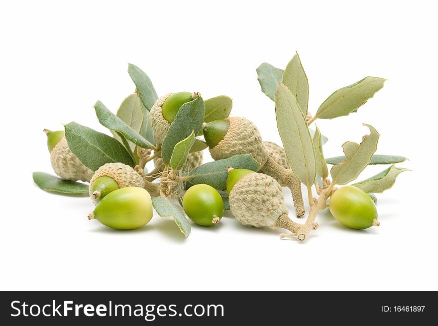 Oak acorns isolated on white background. Oak acorns isolated on white background