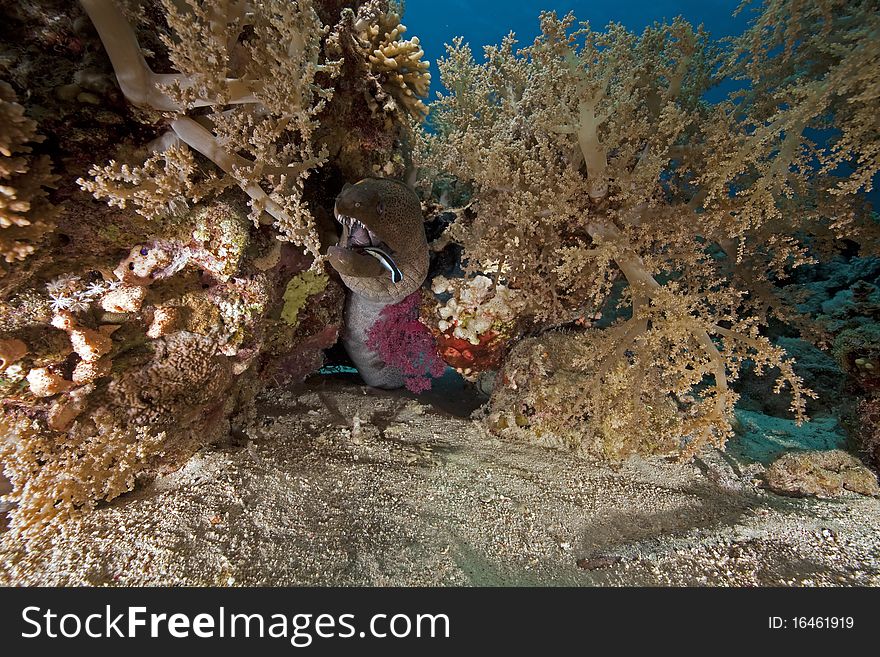 Giant moray and ocean taken in the Red Sea.