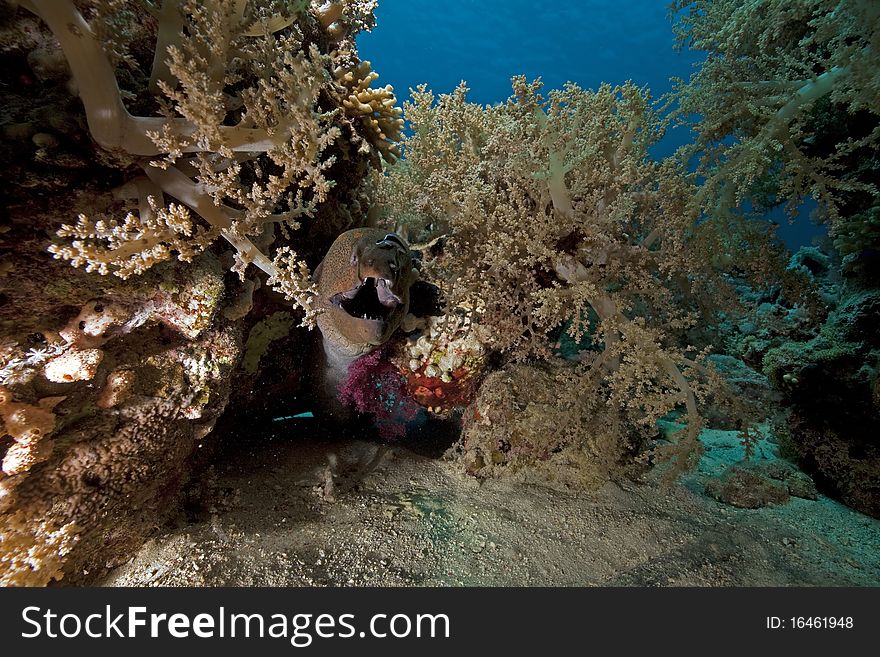 Giant moray and ocean taken in the Red Sea.