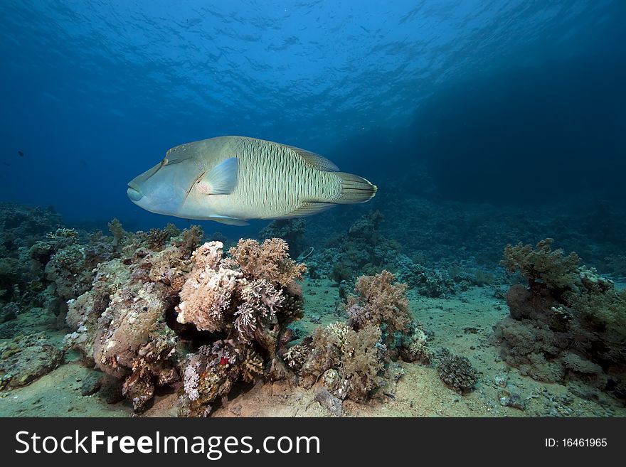 Napoleon wrasse and ocean taken in the Red Sea.