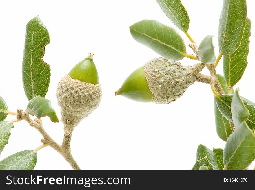 Oak acorns isolated on white background