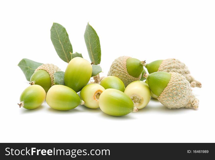 Oak acorns isolated on white background