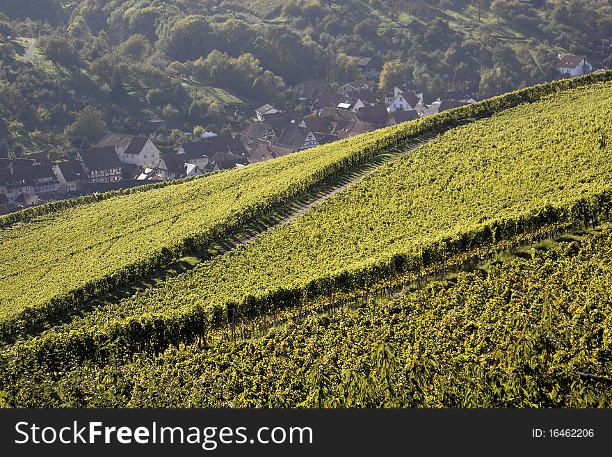 Vineyard with grapes, Autumn in the region of WÃ¼rttemberg, Germany