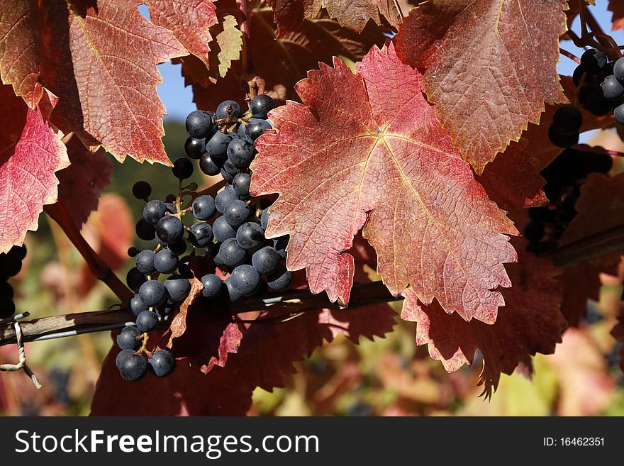 Vineyard with grapes, Autumn in the region of WÃ¼rttemberg, Germany