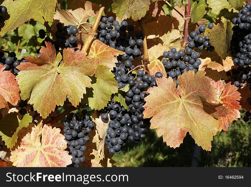 Vineyard with grapes, Autumn in the region of WÃ¼rttemberg, Germany