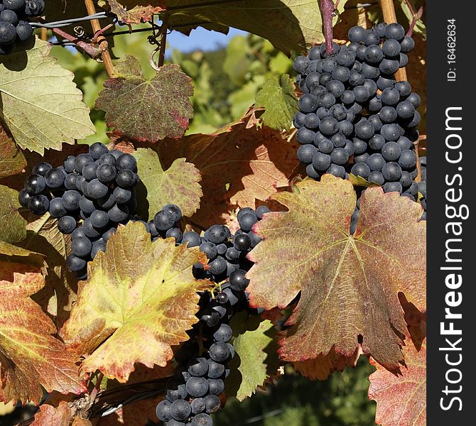 Vineyard with grapes, Autumn in the region of WÃ¼rttemberg, Germany