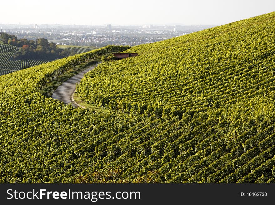 Vineyard with grapes, Autumn in the region of WÃ¼rttemberg, Germany