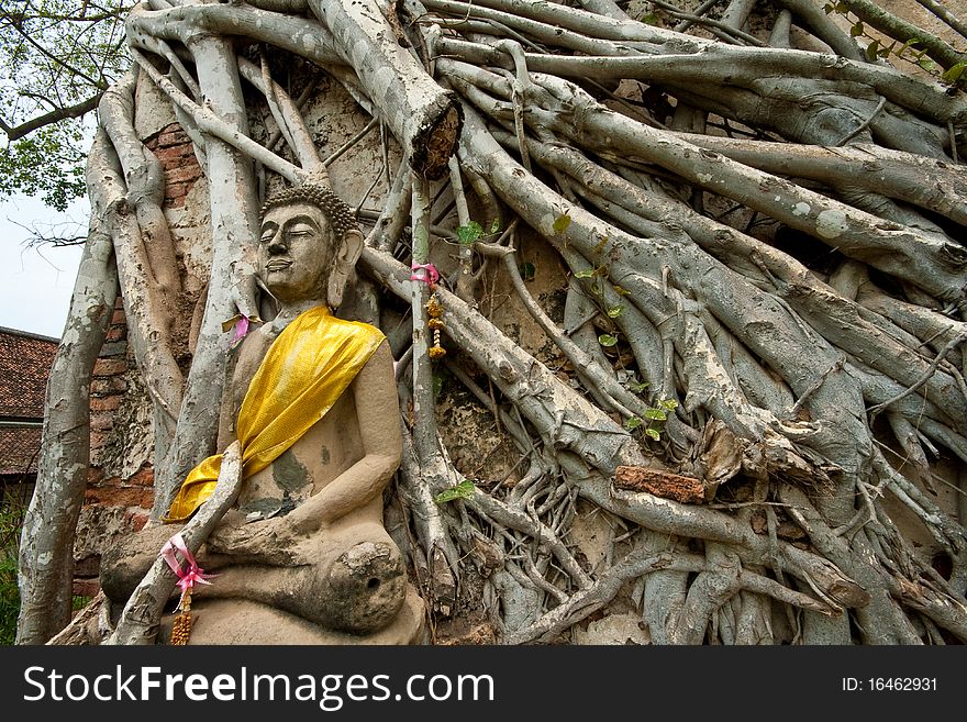 Buddha and Tree, Historical Park Ayutthaya, Thailand