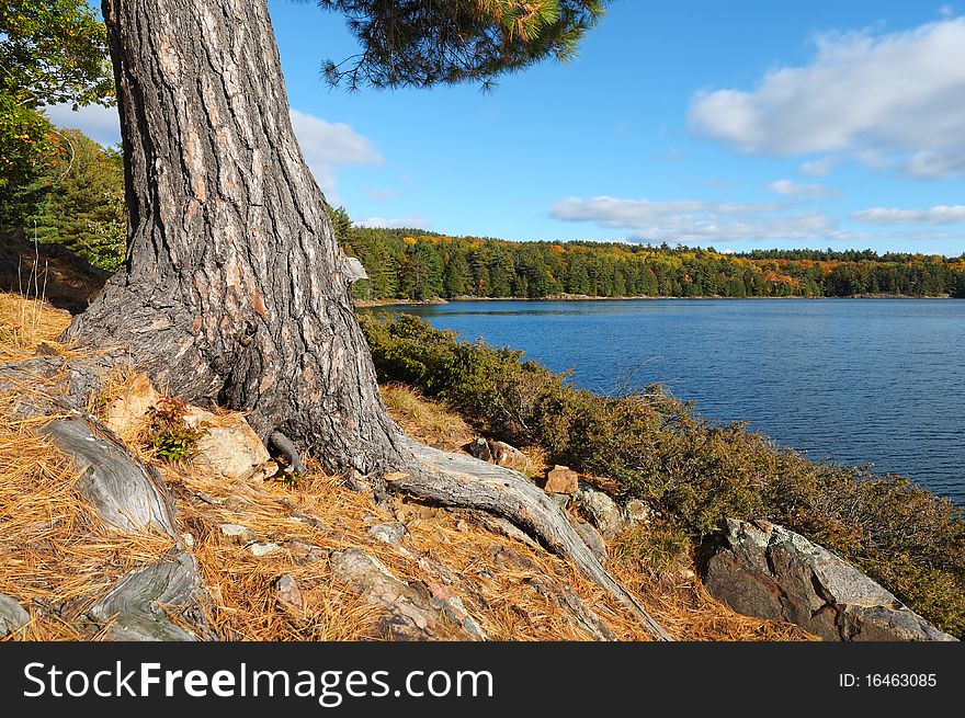 Twisted tree trunk by an Autumn Lake. Twisted tree trunk by an Autumn Lake