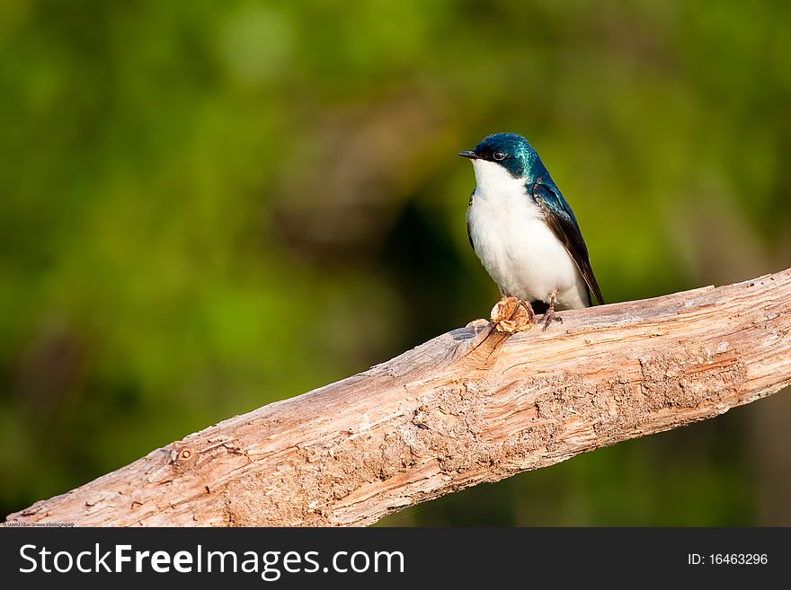 A blue tree swallow resting on a tree branch in Daniel Webster Wildlife Sanctuary, Marshfield, MA. A blue tree swallow resting on a tree branch in Daniel Webster Wildlife Sanctuary, Marshfield, MA