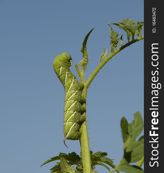 Tomato horn worm on a tomato plant. Tomato horn worm on a tomato plant