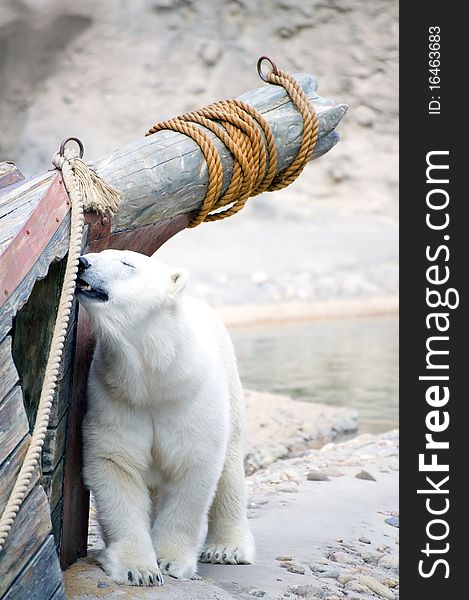 Happy polar bear near boat