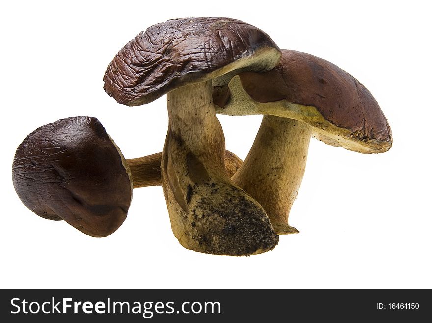 Three raw boletus badius on white background