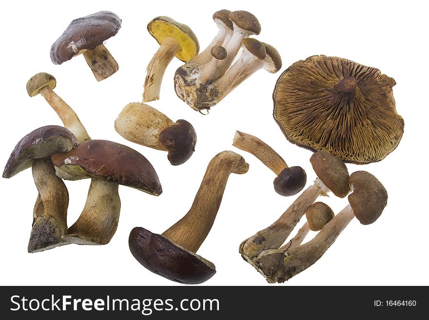 Collection of forest mushrooms on white background