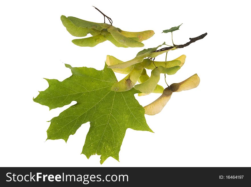 Green leaves of maple trr with its seed