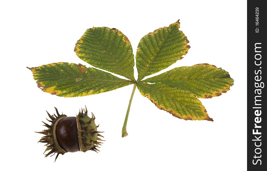 Autumn leaf of chestnut tree on white background