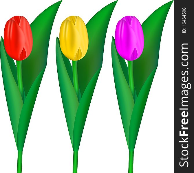 Tulips on white background. Vector illustration