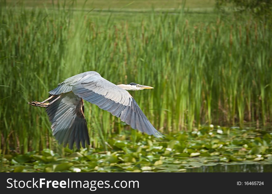 A Great Blue Heron flies across a pond covered in water lilies and edged with tall grass. A Great Blue Heron flies across a pond covered in water lilies and edged with tall grass.