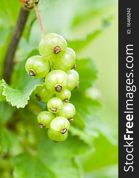Currant on a branch close up